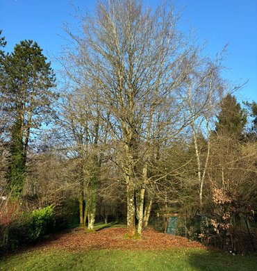 Élagage Baum Paysage 17
