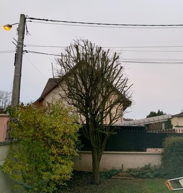 Élagage Baum Paysage 19