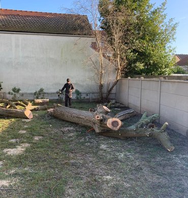 Abattage Baum Paysage 4