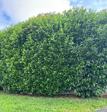 Taille de haie Baum Paysage 82