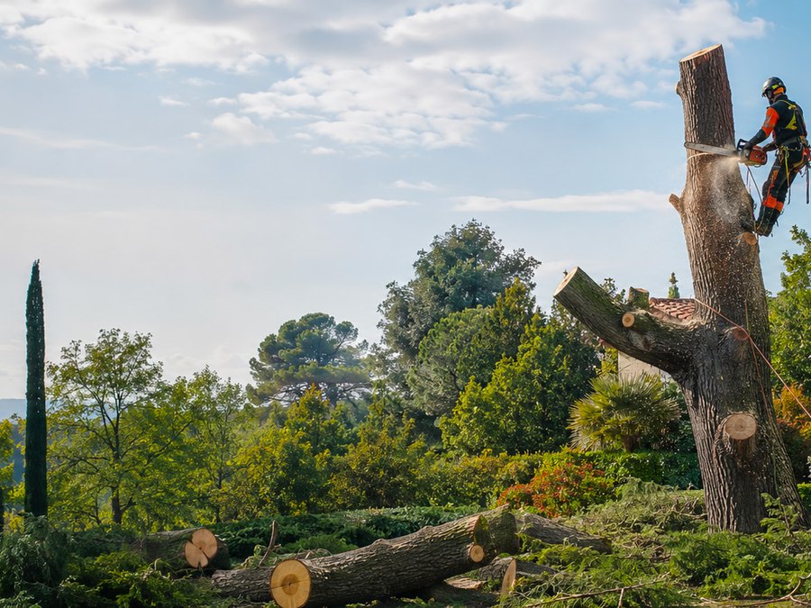 Intervention paysagère Baum Paysage